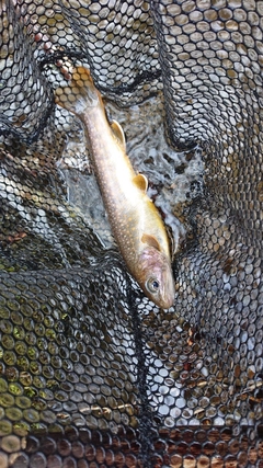 イワナの釣果