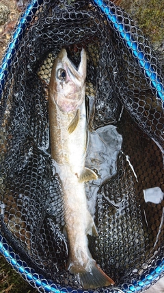 イワナの釣果