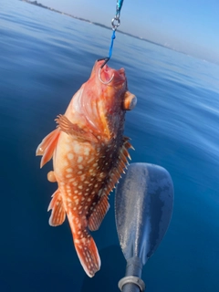 ウッカリカサゴの釣果