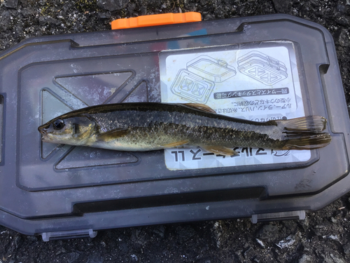 タカハヤの釣果