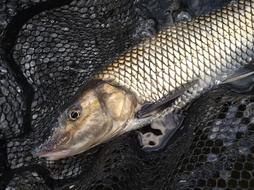 ニゴイの釣果