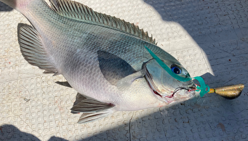 グレの釣果