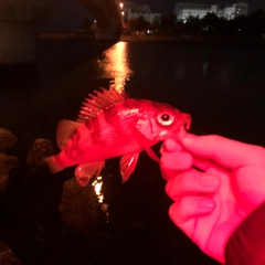 メバルの釣果