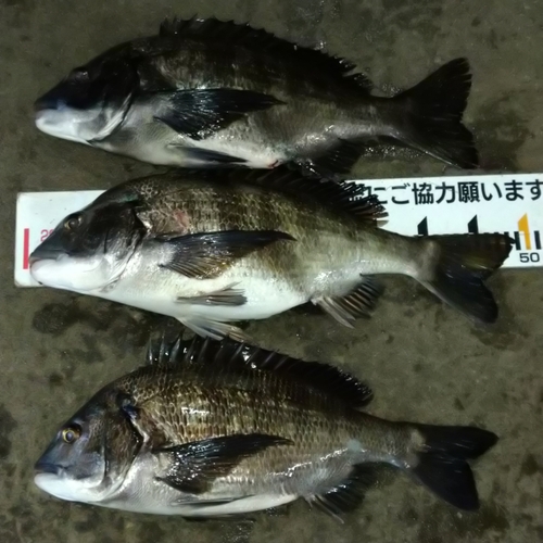 クロダイの釣果