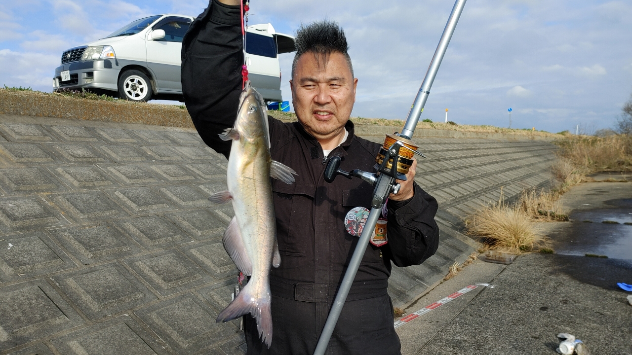 アメリカナマズ