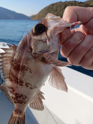 アカメバルの釣果