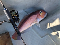 アマダイの釣果