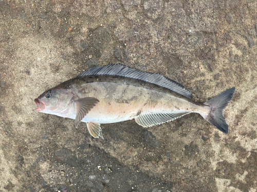 ホッケの釣果