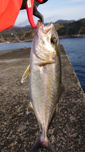 カンパチの釣果