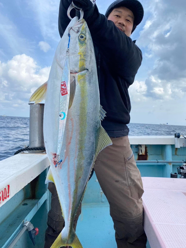 ブリの釣果