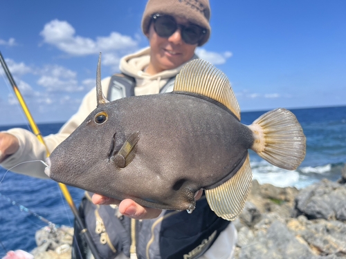 キビレカワハギの釣果