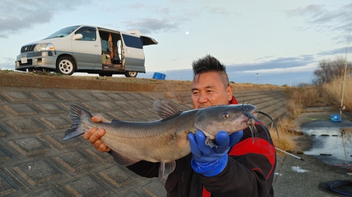 アメリカナマズの釣果