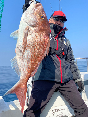 マダイの釣果