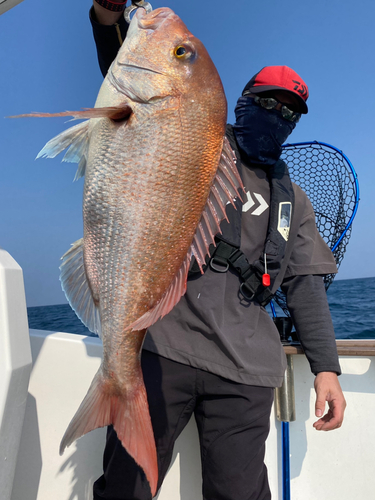 マダイの釣果