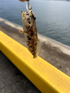 ハゼの釣果