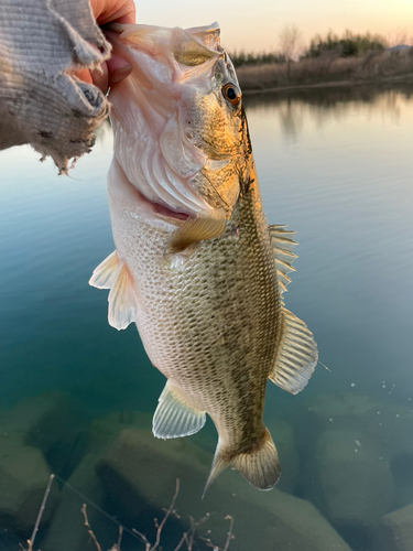 釣果