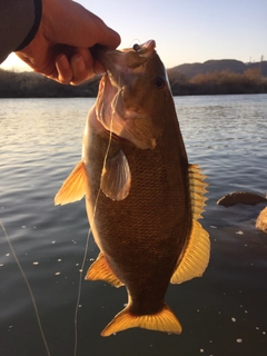 スモールマウスバスの釣果