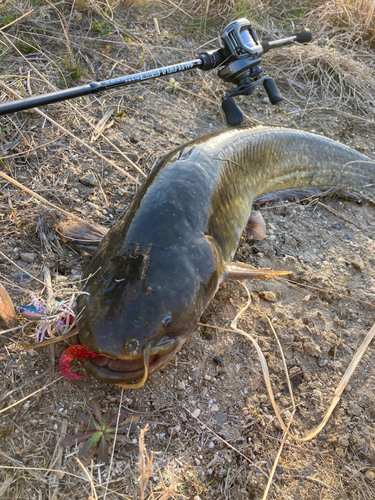 ニホンナマズの釣果