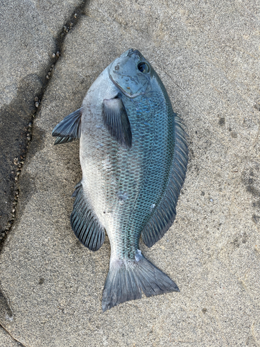 メジナの釣果