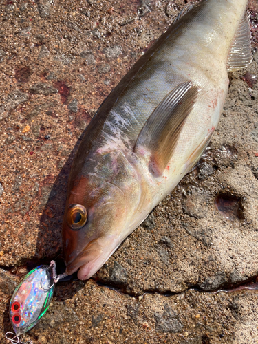 ホッケの釣果