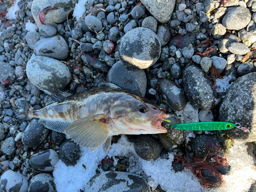 ホッケの釣果