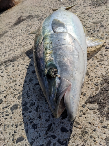 ヤズの釣果