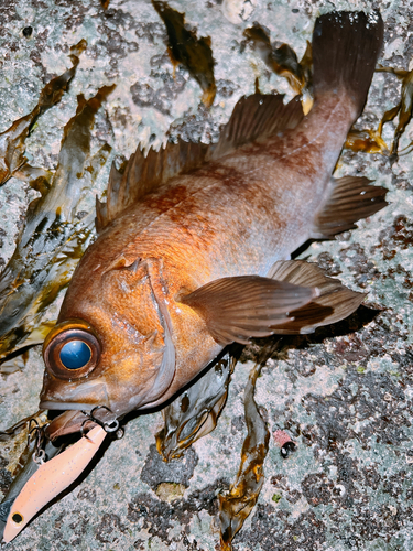 シロメバルの釣果