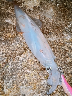 ヤリイカの釣果