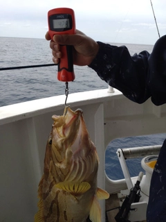 ホウキハタの釣果