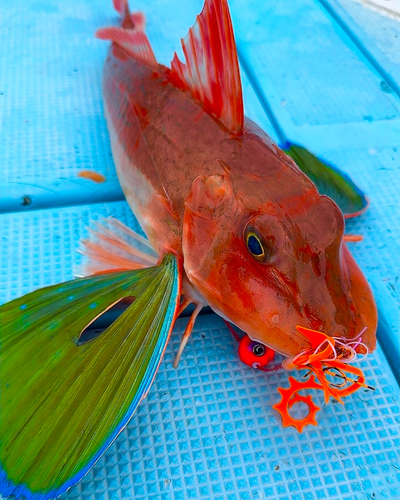 アマダイの釣果