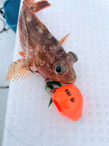 アラカブの釣果