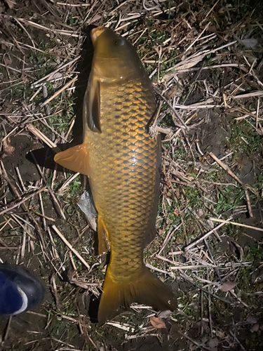 コイの釣果