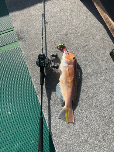 アマダイの釣果