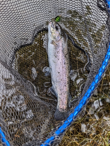 ニジマスの釣果