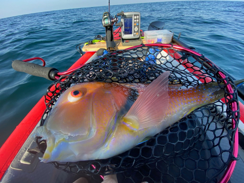 イラの釣果