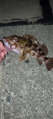 カサゴの釣果