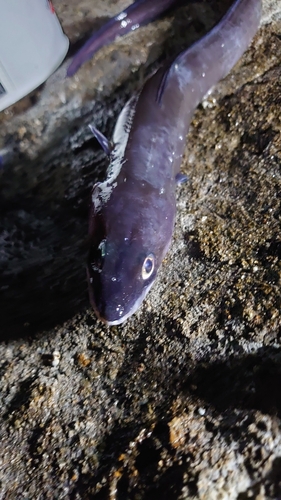 アナゴの釣果