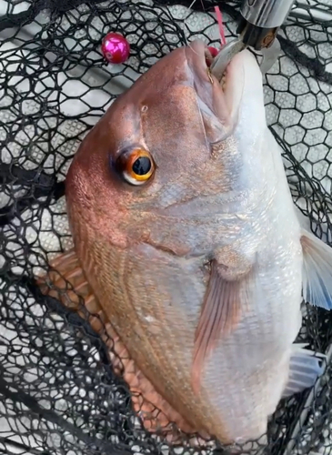 マダイの釣果