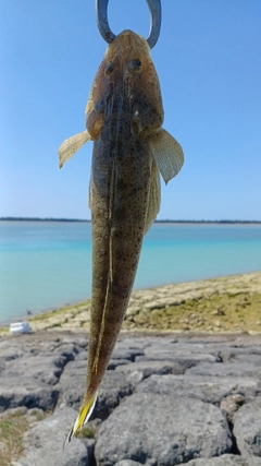 ミナミマゴチの釣果