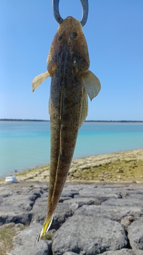 ミナミマゴチの釣果