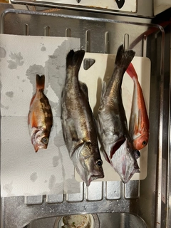 アラの釣果