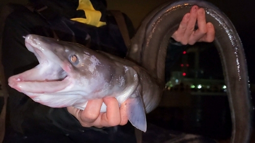 ダイナンアナゴの釣果