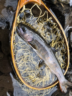 ニッコウイワナの釣果