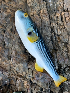 シマフグの釣果