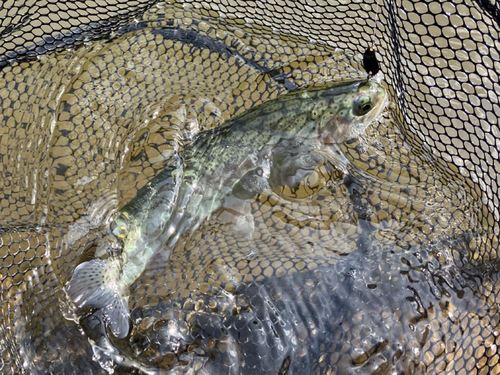 ニジマスの釣果