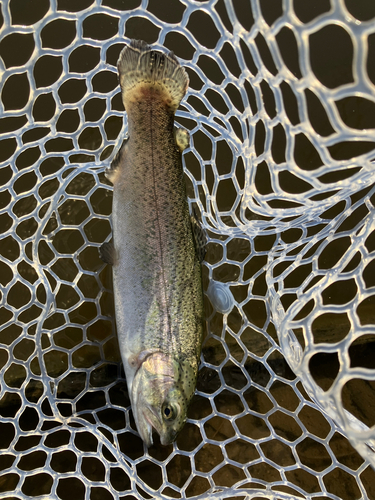 ニジマスの釣果