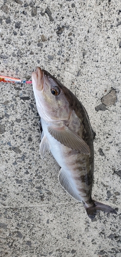 ホッケの釣果