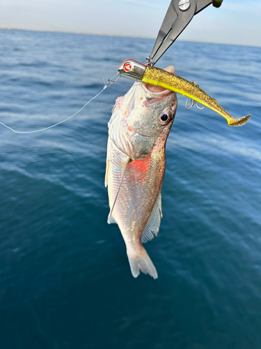 イシモチの釣果