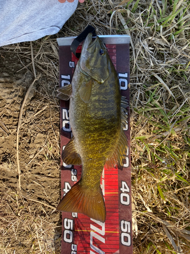 スモールマウスバスの釣果