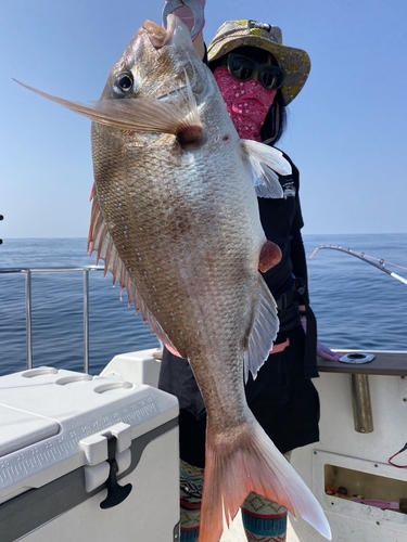 マダイの釣果